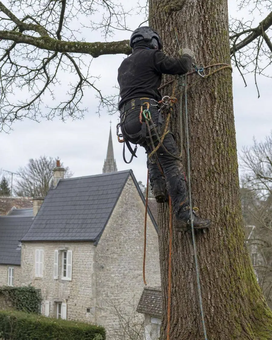 Vue de dos d'un élagueur grimpeur à Caen dans un chêne avec une église normande en arrière-plan